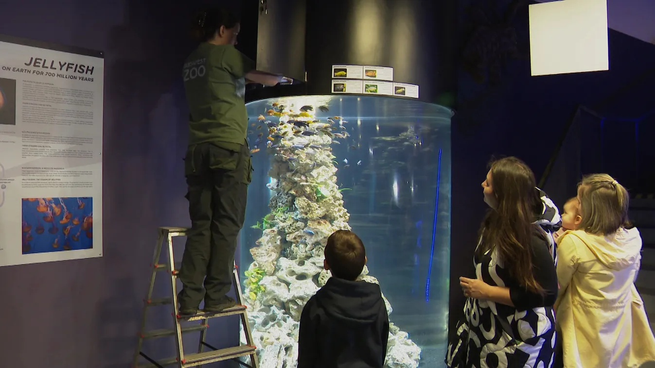 Együttműködik a fővárosi állatkert és az egyszülős központ + videó