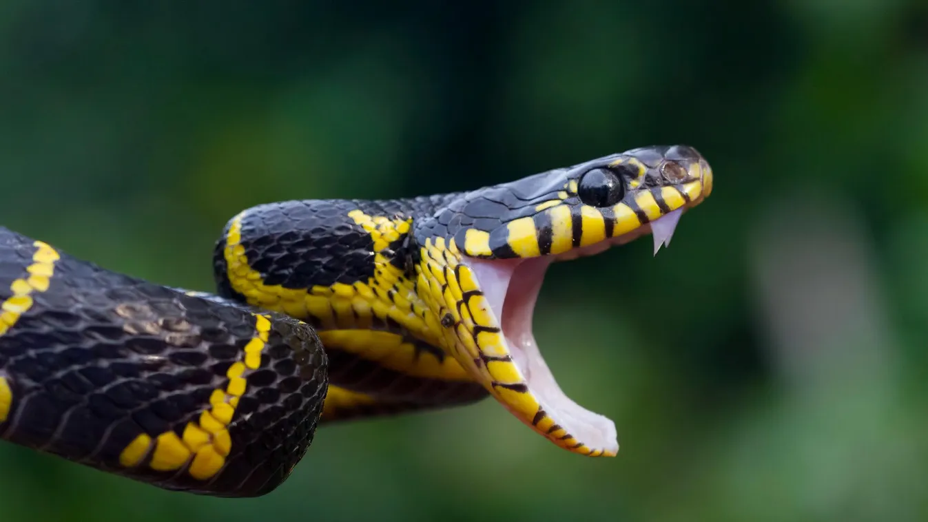 Kígyómarás végezhetett egy francia turistával Ausztráliában