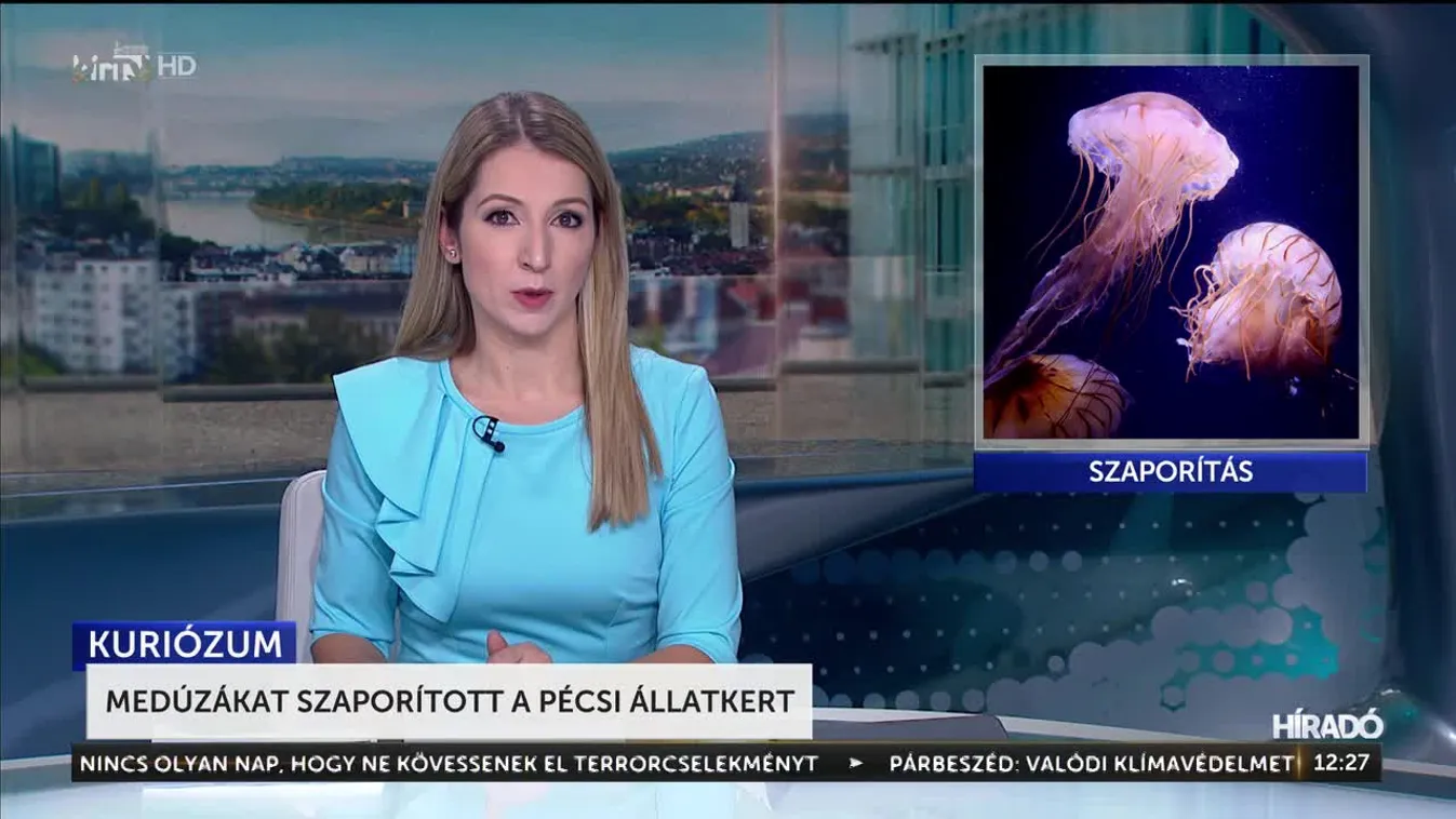 Medúzákat szaporított a Pécsi Állatkert