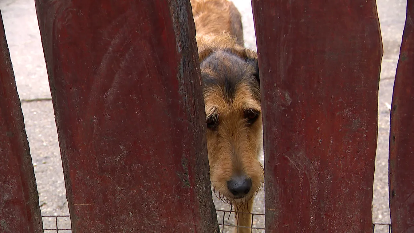 Ne legyen karácsonyi meglepetés a kisállat! + videó