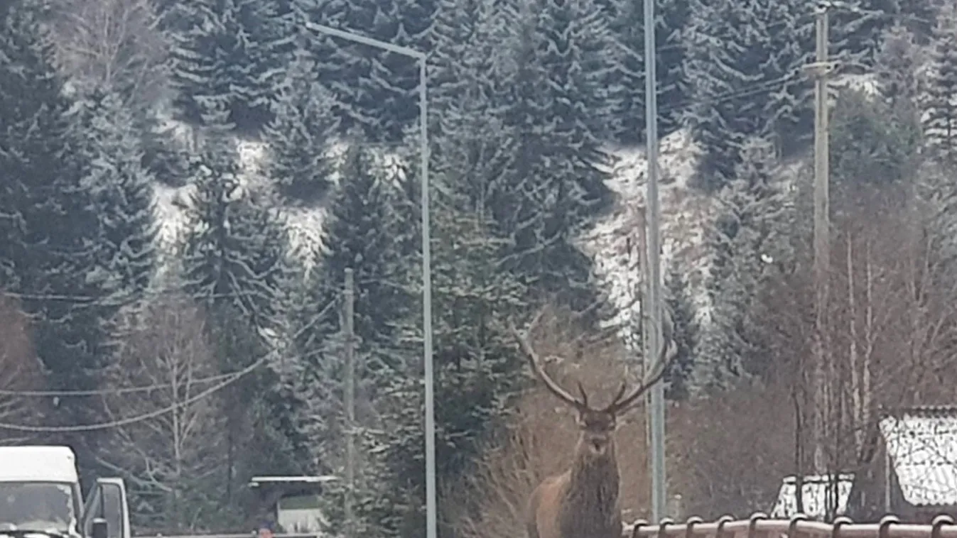 Megjelent a "csodaszarvas" a székelyföldi Kommandón