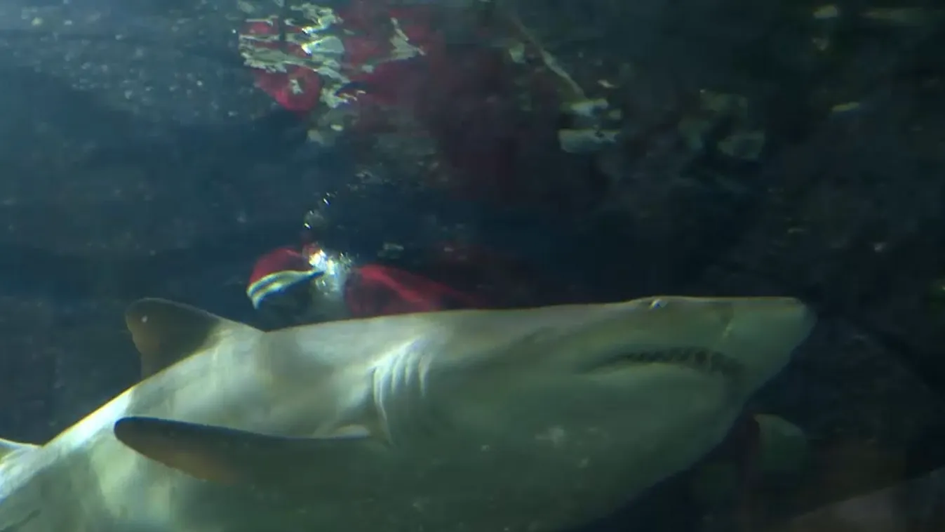 Radar - Cápák közé merült a Mikulás Nyíregyházán + videó