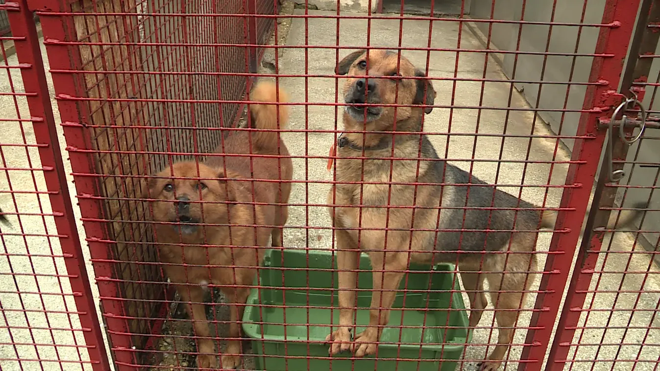 A házi kedvencekre is figyeljünk oda a hideg időben! + videó