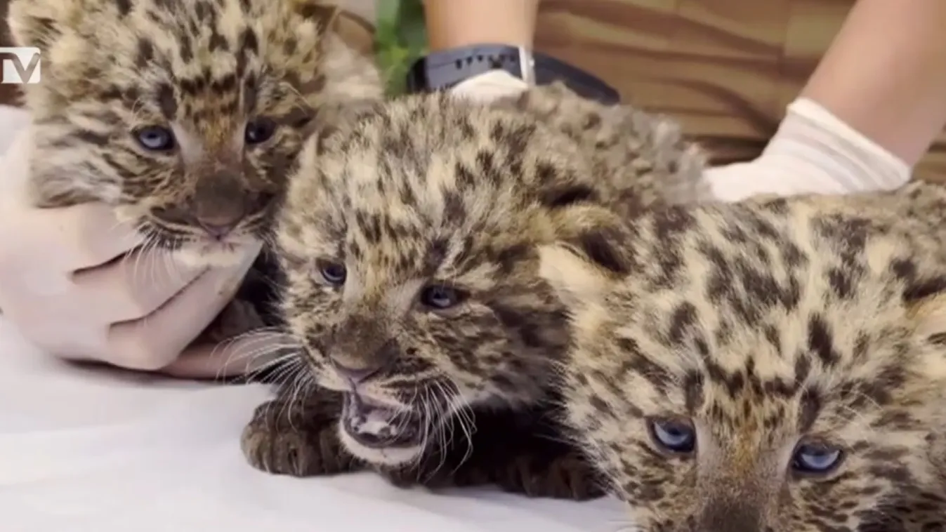 Radar – Legjobb állatkerti pillanatok 2023 + videó