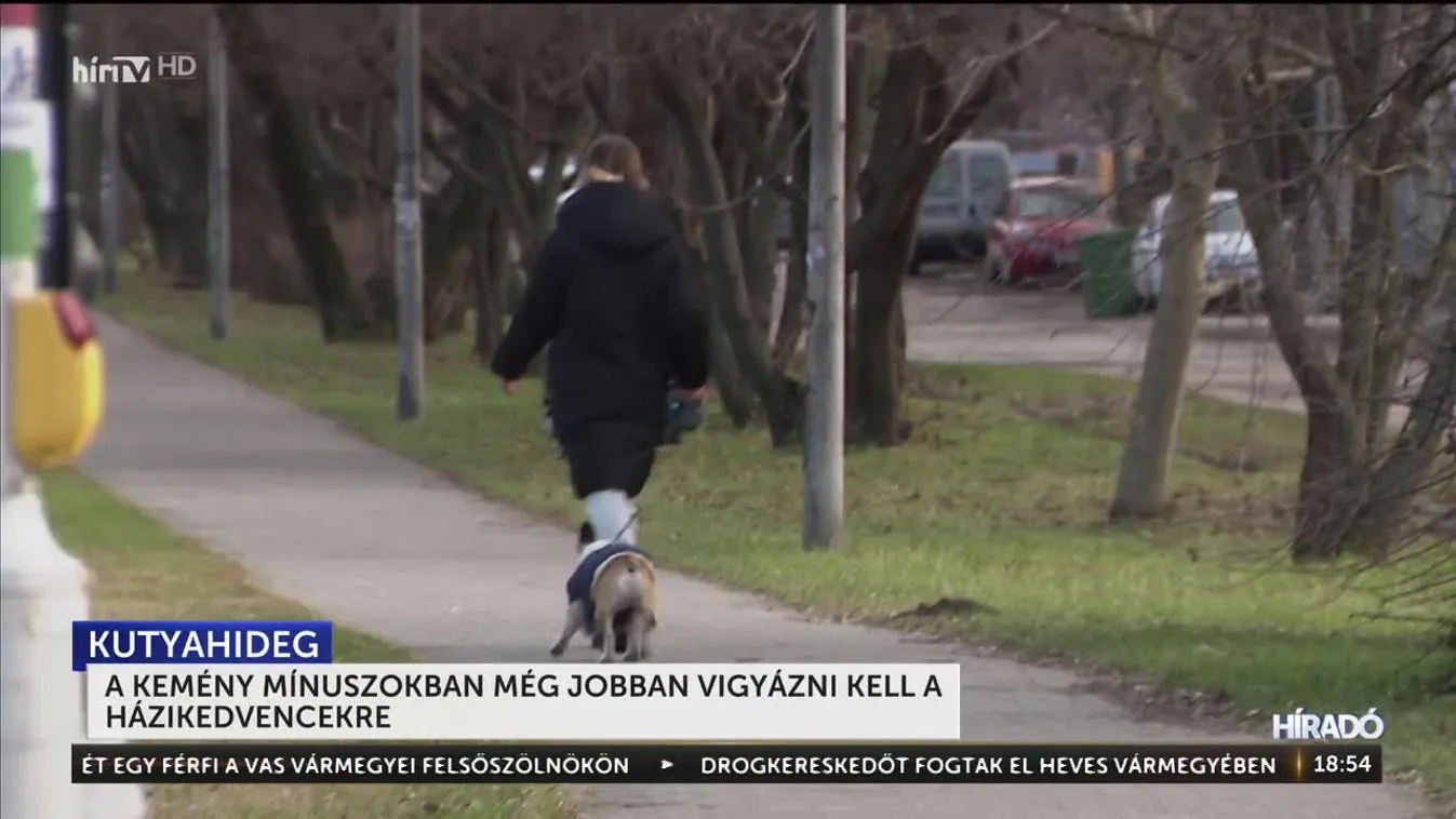 A kemény mínuszokban még jobban vigyázni kell a házikedvencekre
