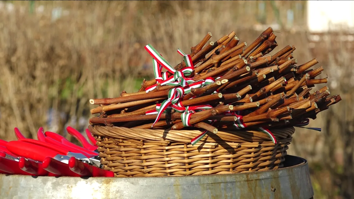 A hagyomány szerint Vince napon indul a termelői munka