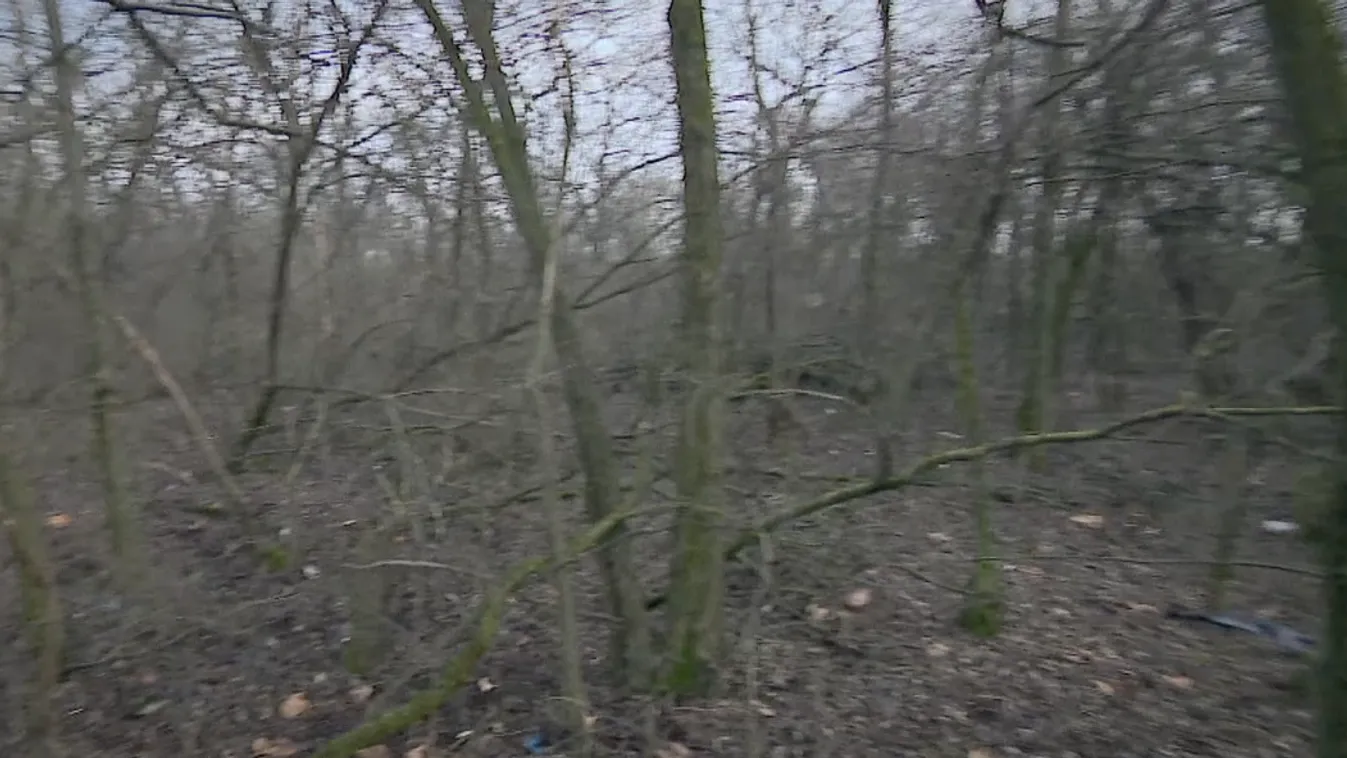 Célpont - Gazzal benőtt terület vagy nagy, lombos erdő? + videó