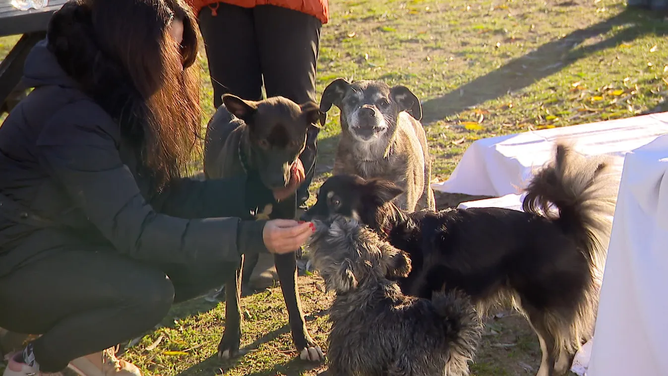 Ovádi Péter: 500 millió forint támogatást kapnak az állatvédő szervezetek + videó