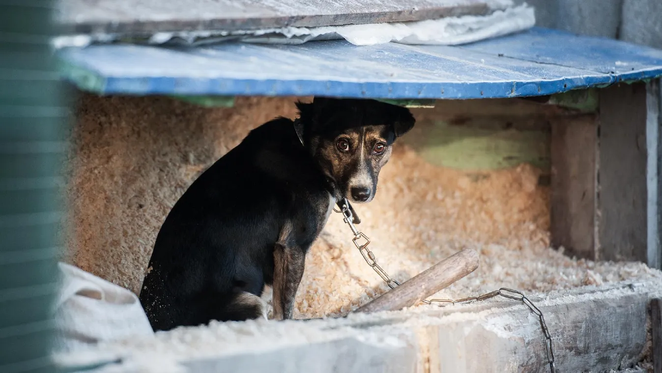 Idén is rengeteg házi kedvenc fogta menekülőre a szilveszter éjszaka + videó