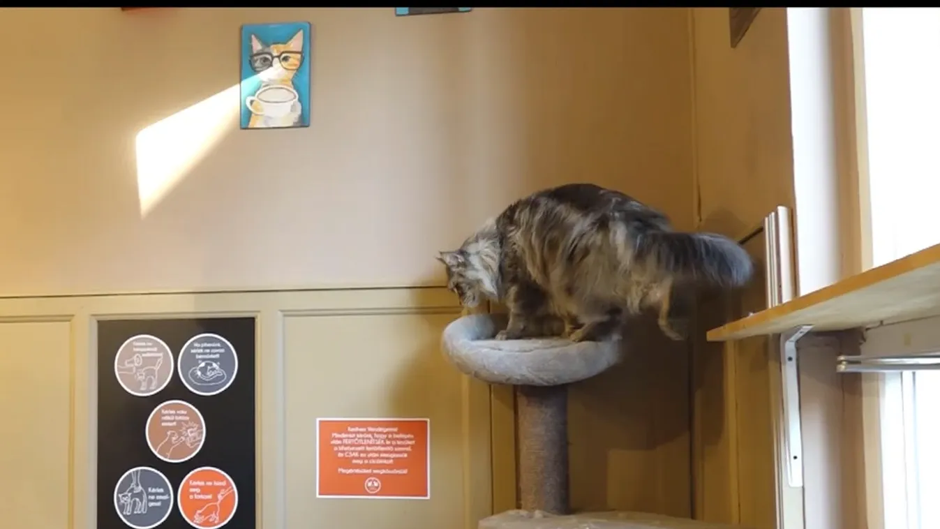 Radar - Különleges kávézó + videó