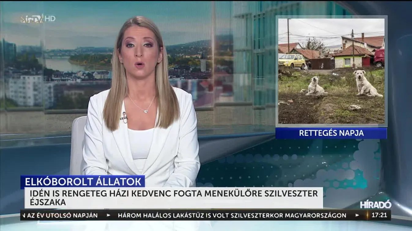 Idén is rengeteg házi kedvenc fogta menekülőre a szilveszter éjszaka