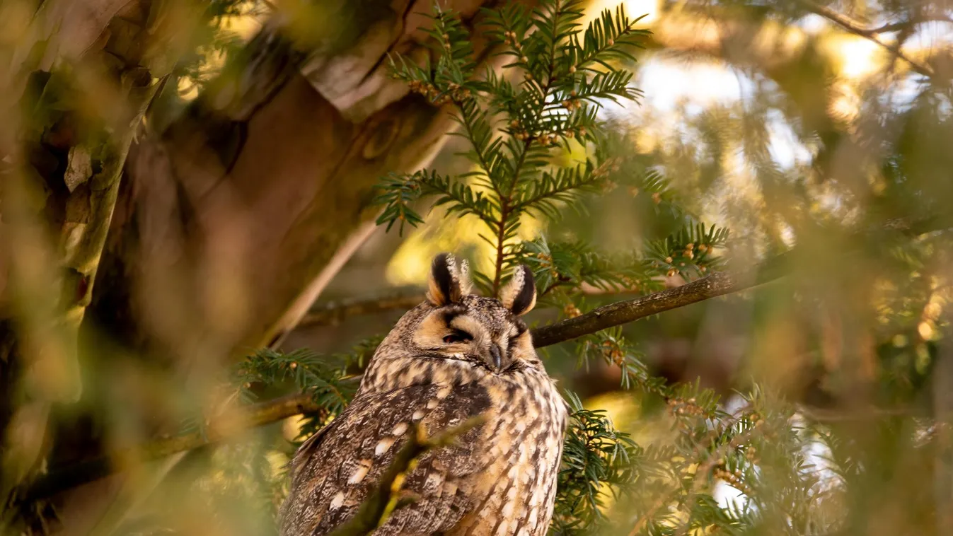 Pénteken kezdődik az erdei fülesbagoly telelőhelyeinek országos felmérése