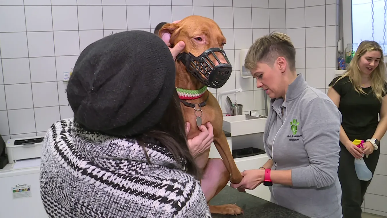 Állatvédelmi jótanácsok a zord, hideg időszakra + videó