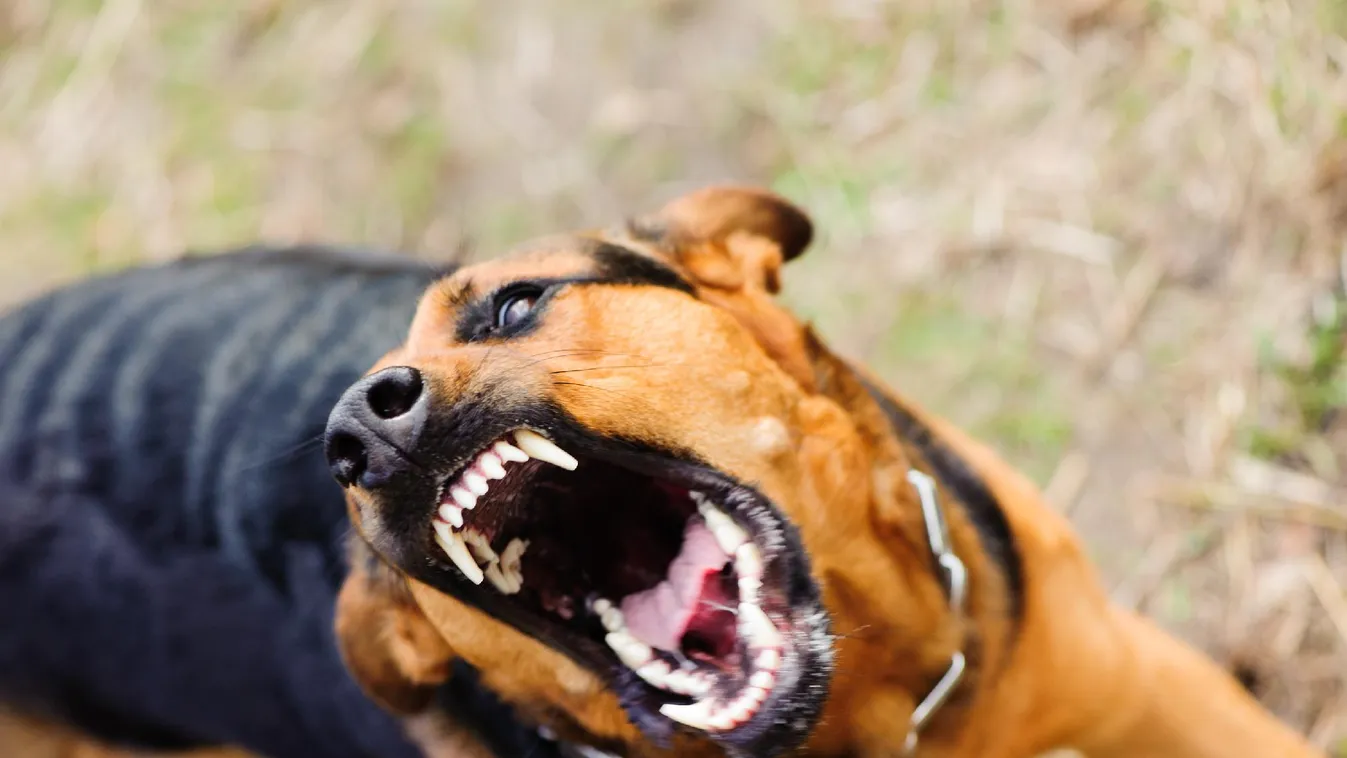 Brutális kutyatámadás történt Nagy-Britanniában