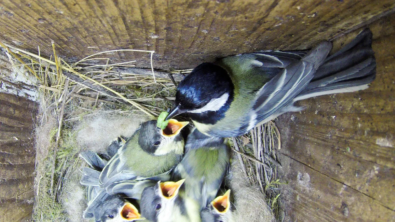 A postaládákban fészkelő széncinegék védelmére hívja fel a figyelmet az MME