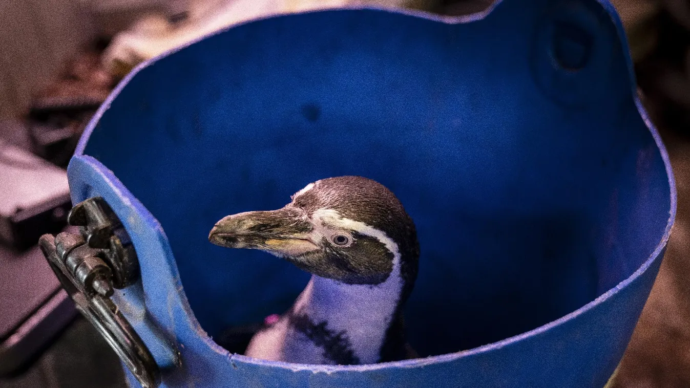 Vakcinabankkal a madárinfluenza ellen
