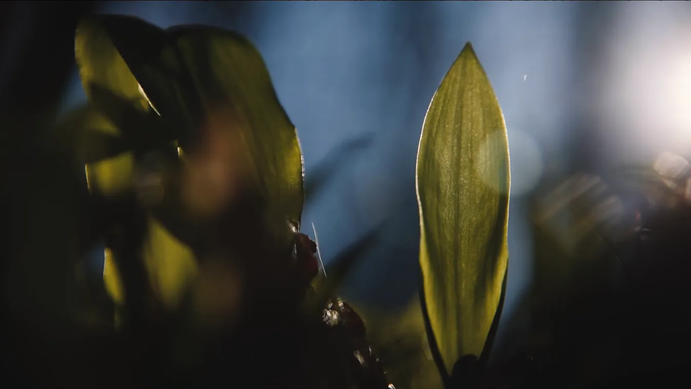 Radar - Korábban kezdődött a medvehagymaszezon + videó