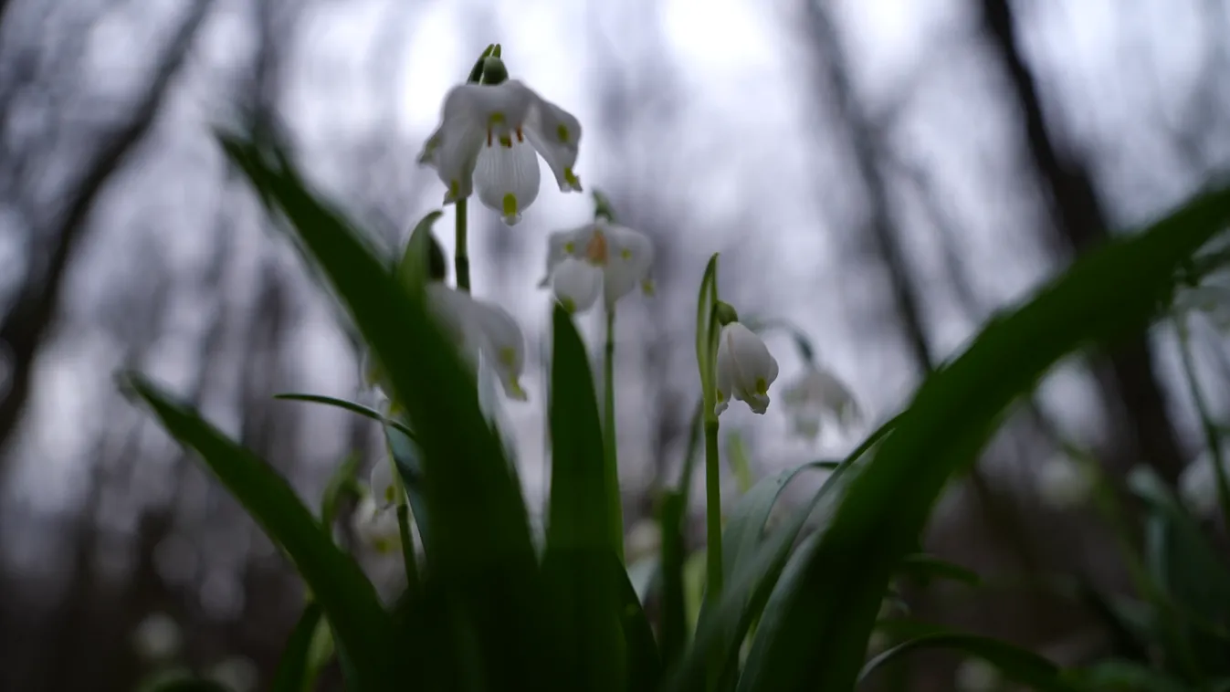 Turisták ezreit vonzza minden évben a nem mindennapi látvány + videó