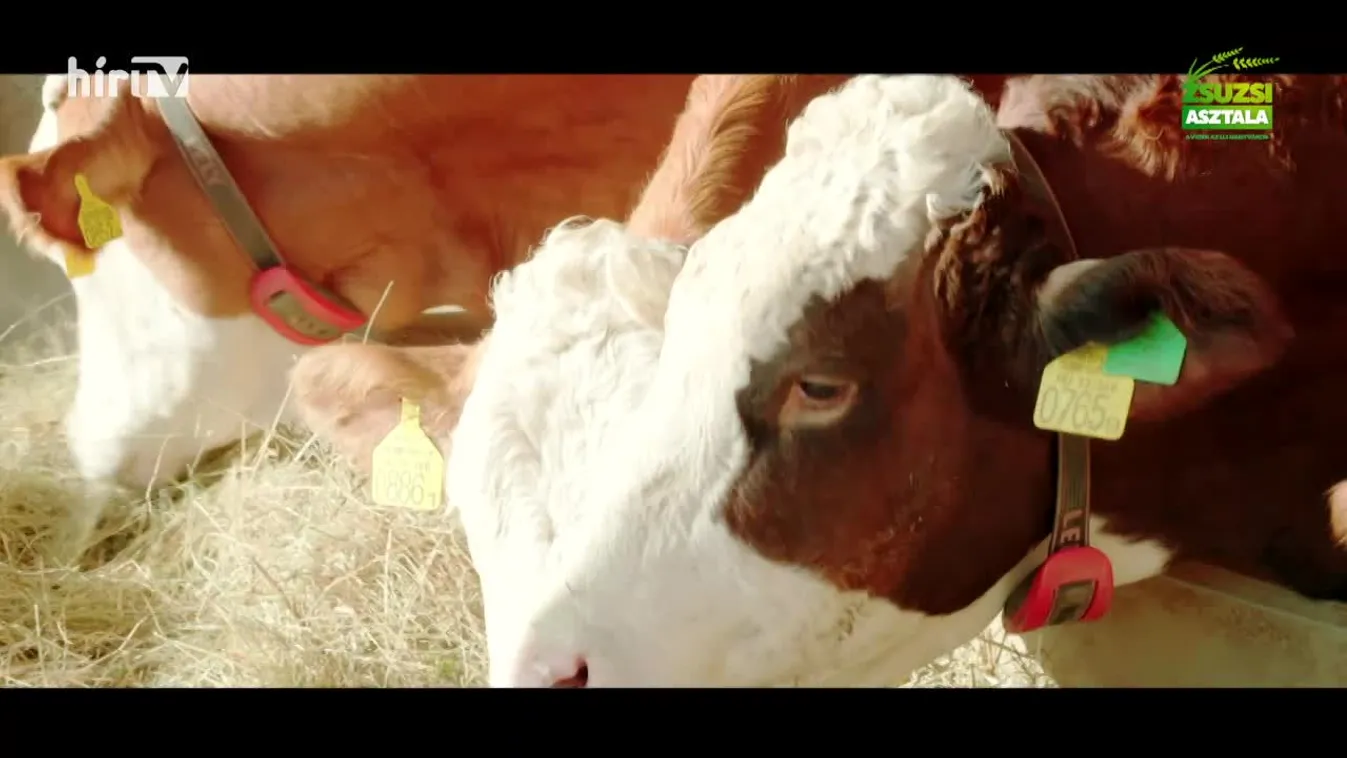 Zsuzsi asztala (2024-02-10)