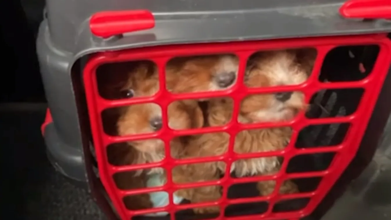 Hamis adatokkal szállított kölyökkutyákat koboztak el egy bolgár férfitól + videó