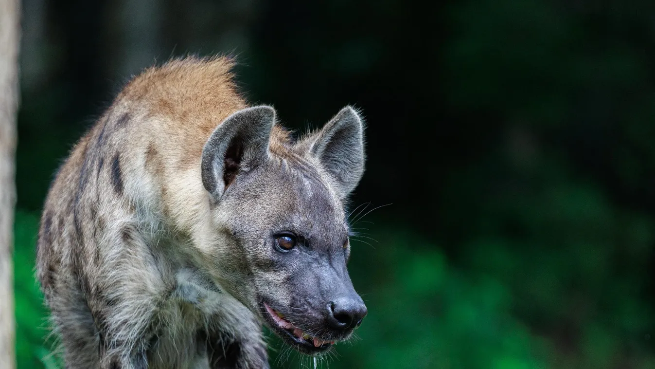 Hiénák téptek szét egy embert egy kenyai egyetem közelében