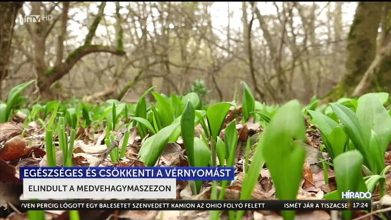 Elindult a medvehagymaszezon