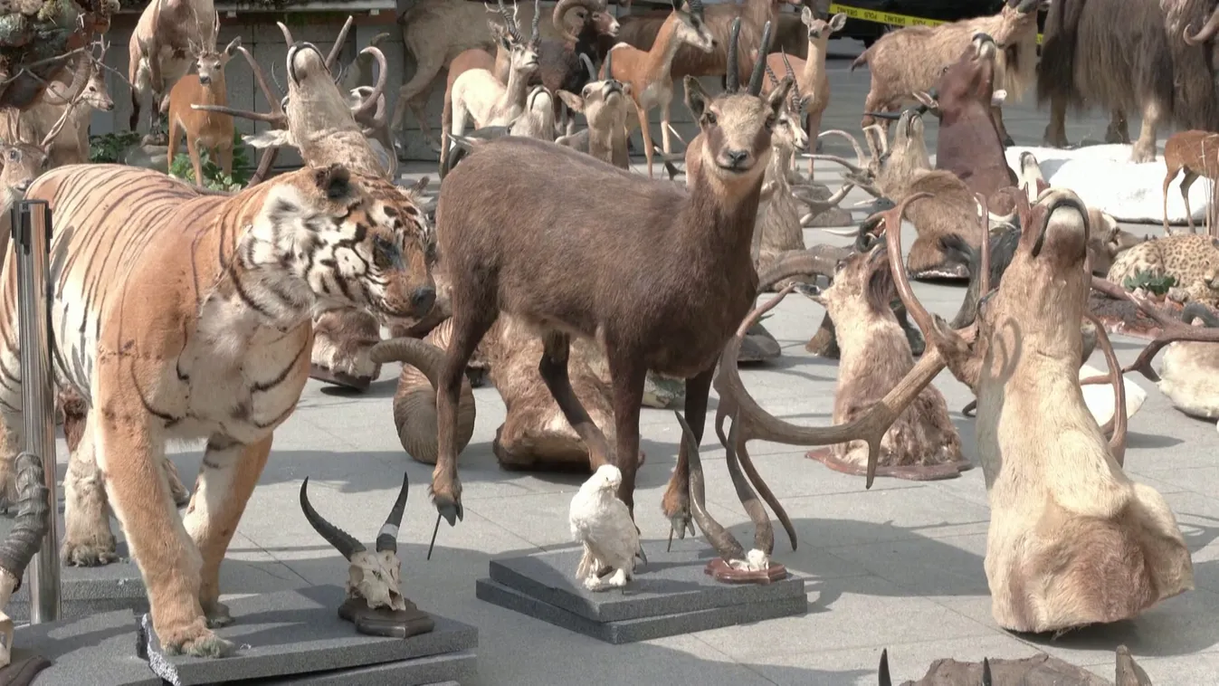 Kitömött veszélyeztetett állatokat foglalt le a török rendőrség egy illegális kiállítóhelyen