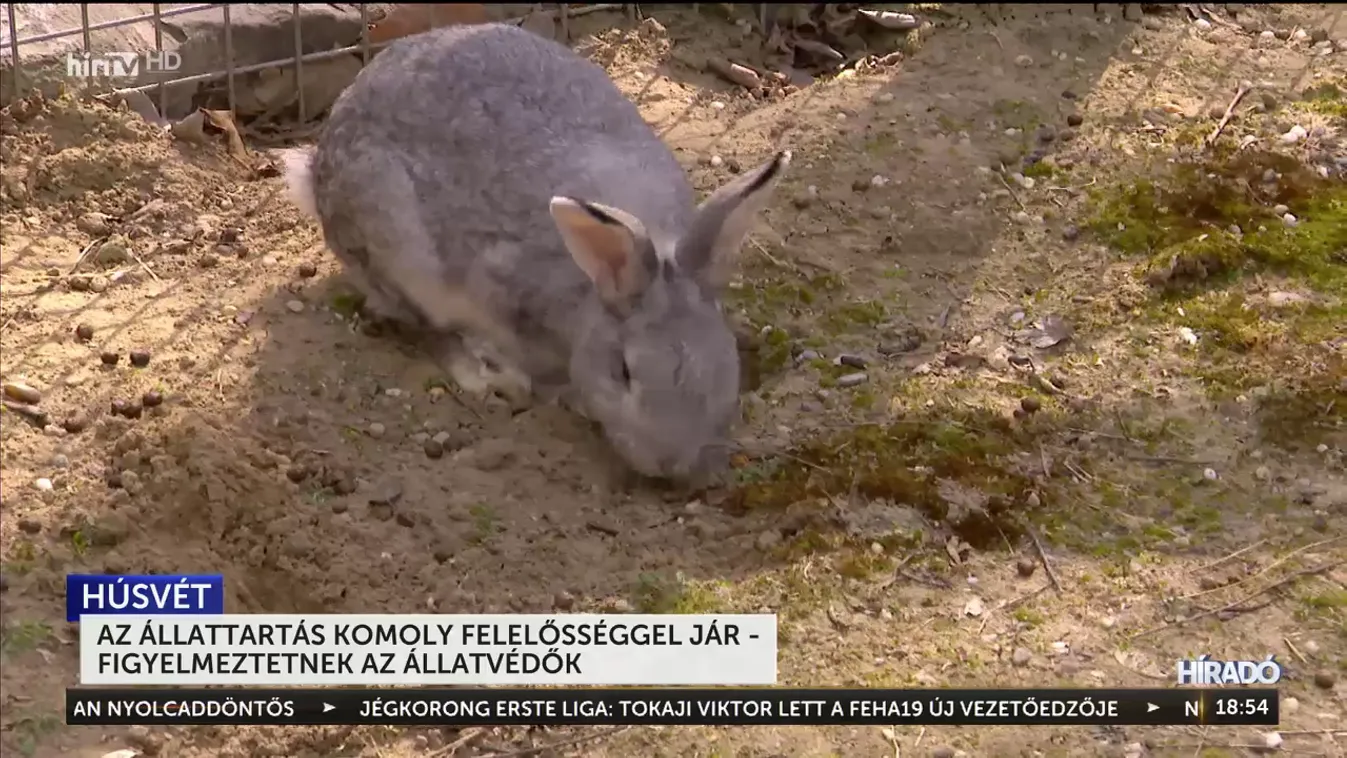 Az állattartás komoly felelősséggel jár – figyelmeztetnek az állatvédők + videó