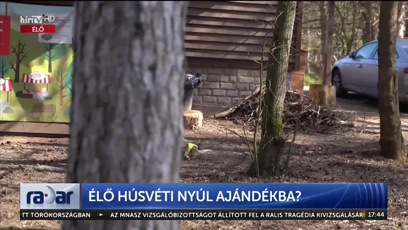 Radar - Élő húsvéti nyúl ajándékba?