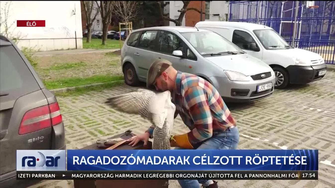 Radar - Ragadozómadarak célzott röptetése