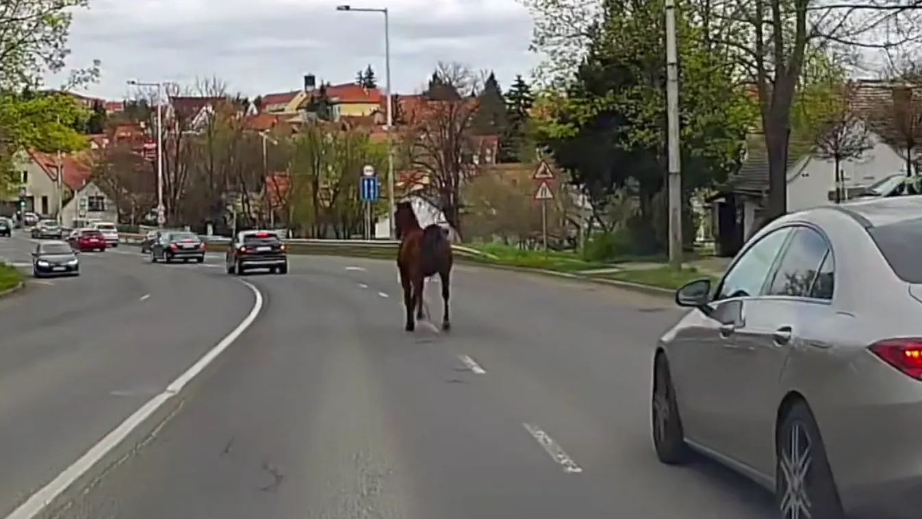 Az autók között vágtázott egy ló + videó