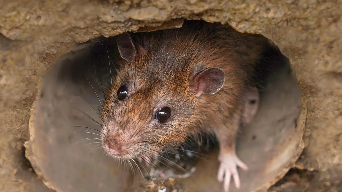 Budapest több kerületében is rajzanak a patkányok