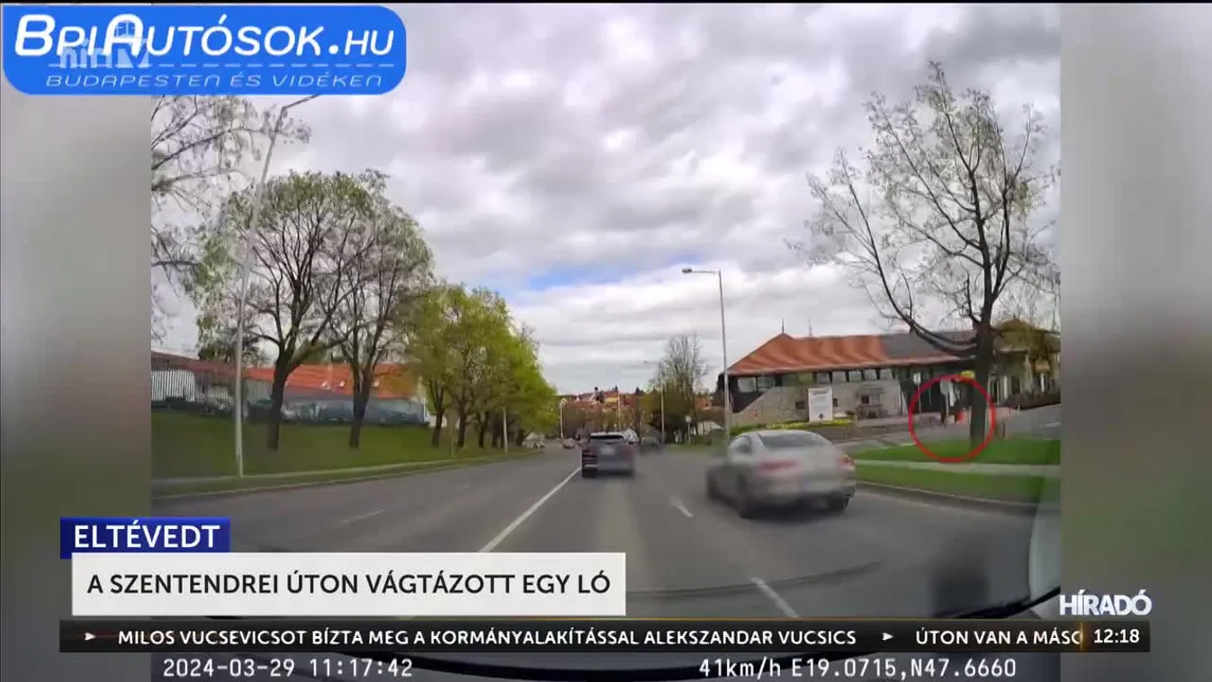 Az autók között vágtázott egy ló