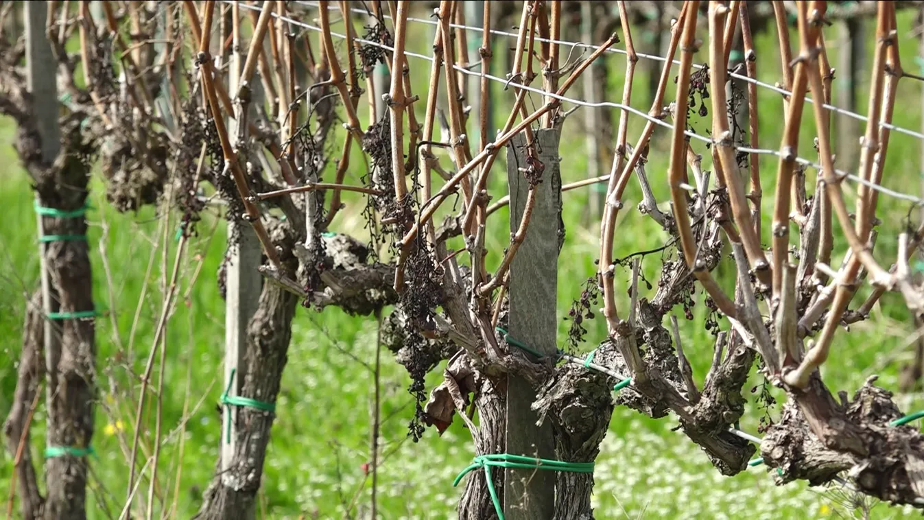 A Villányi Borvidéken a gazdák nagy része túl van a metszésen + videó