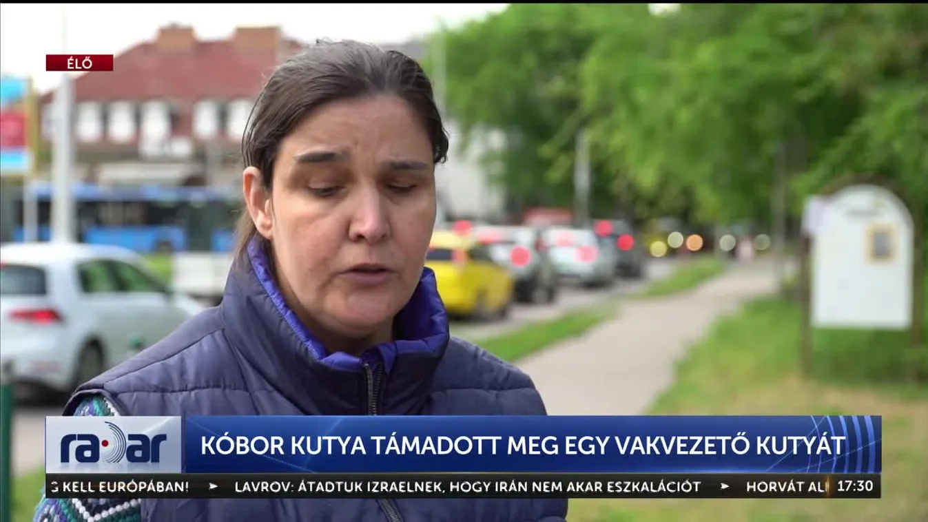 Radar - Kóbor kutya támadott meg egy vakvezető kutyát