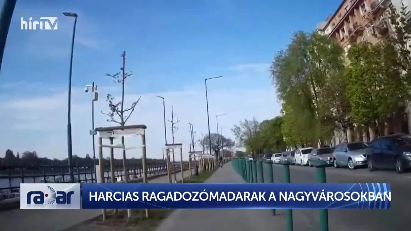 Radar - Harcias ragadozómadarak a nagyvárosokban