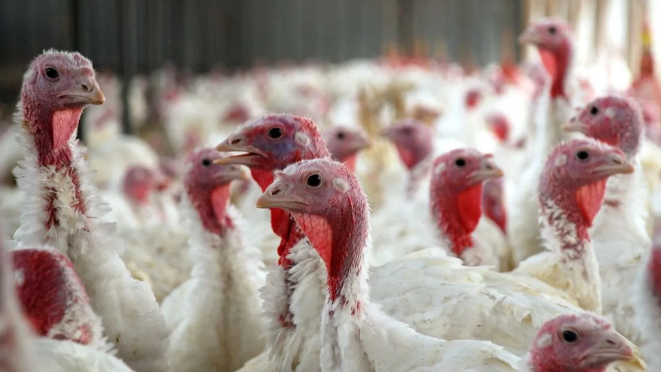 Több állattartó telepen is megjelent a madárinfluenza