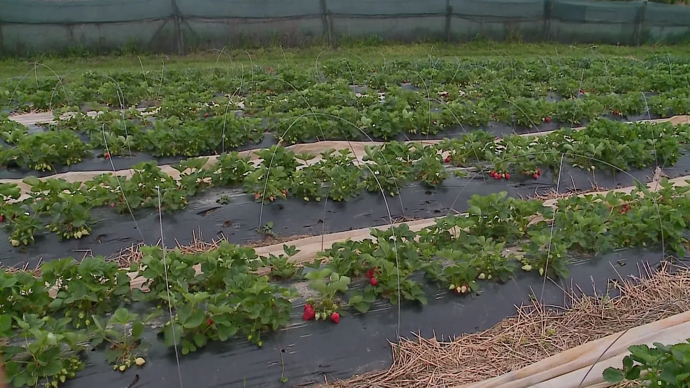 Megkezdődött az eperszezon + videó