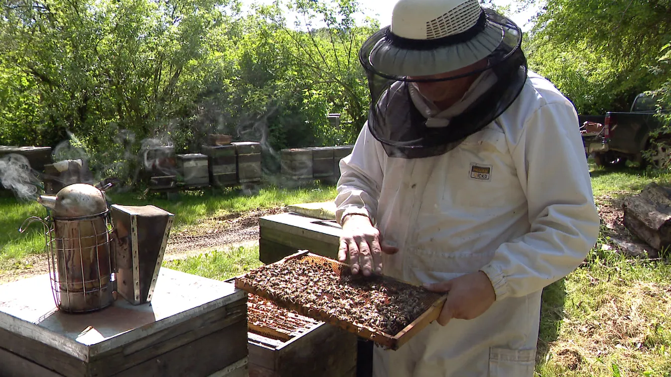 Radar - Méhek napja + videó