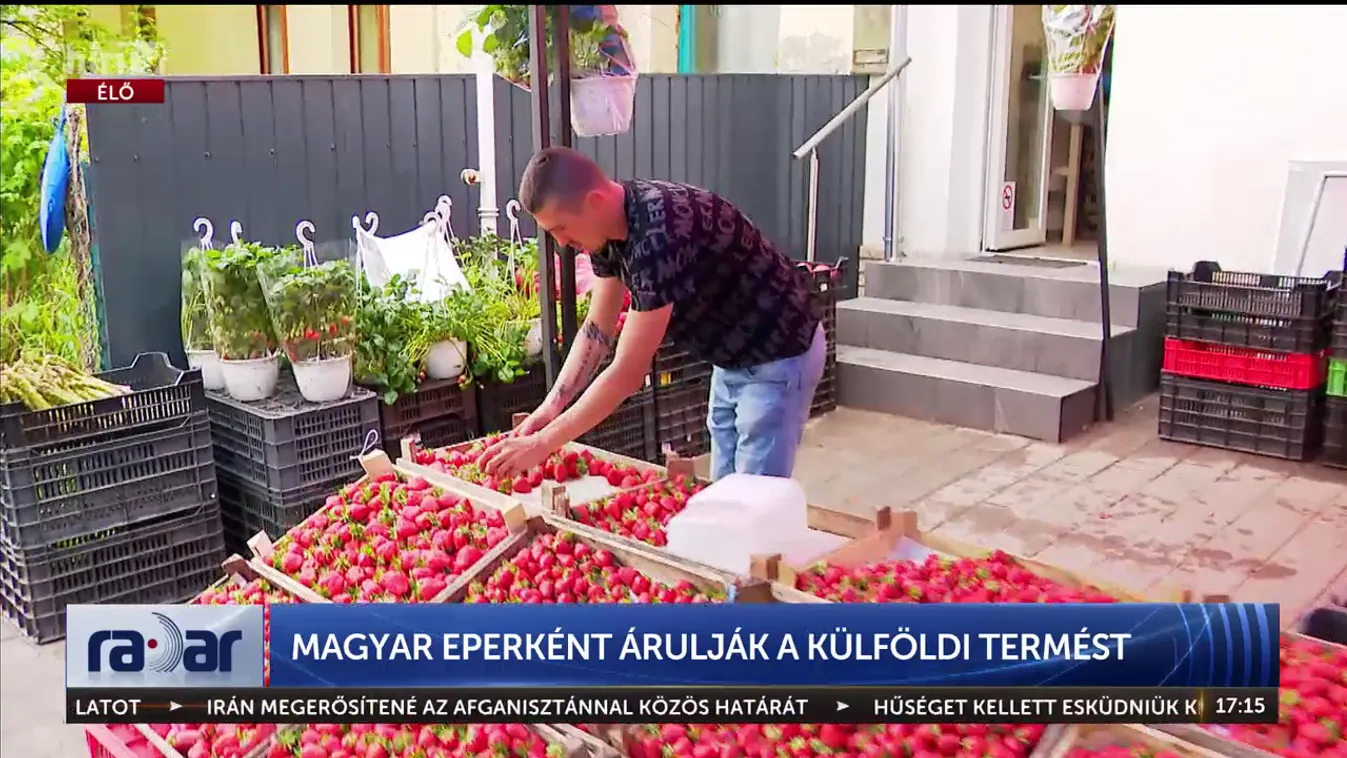 Radar – Magyar eperként árulják a külföldi termést + videó