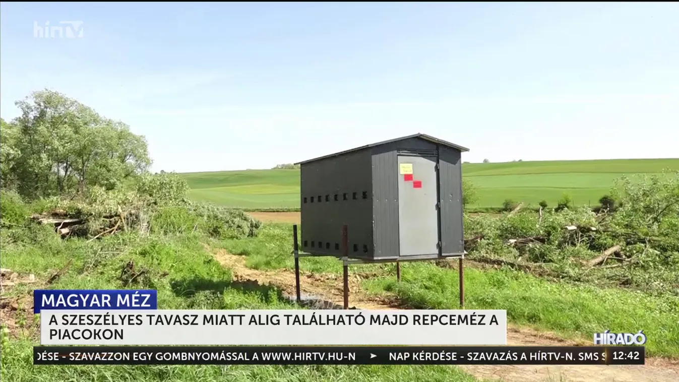 A szeszélyes tavasz miatt alig található majd repceméz a piacokon + videó