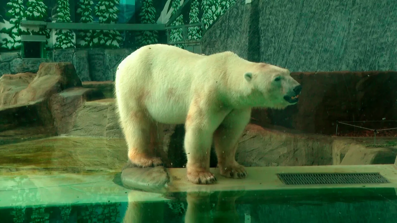 Radar – Megnyílt a Jégvilág a nyíregyházi állatparkban  + videó