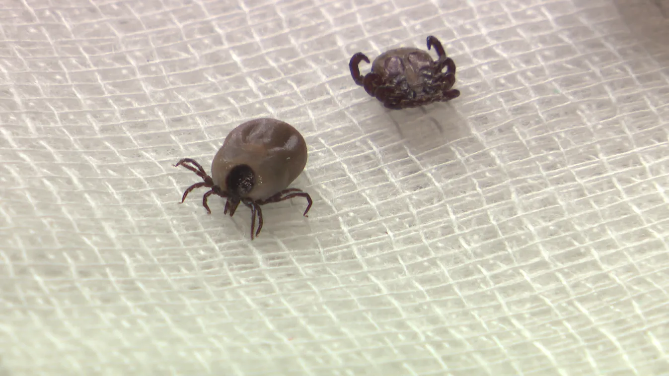 Radar – A krími-kongói vérzéses láz vírusát hordozó kullancsfaj jelent meg hazánkban + videó