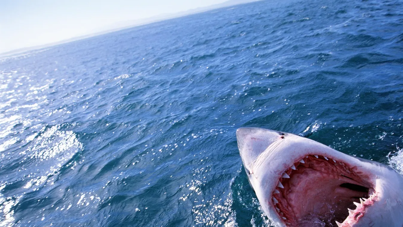 Hogy kerül cápa a Balatonba?
