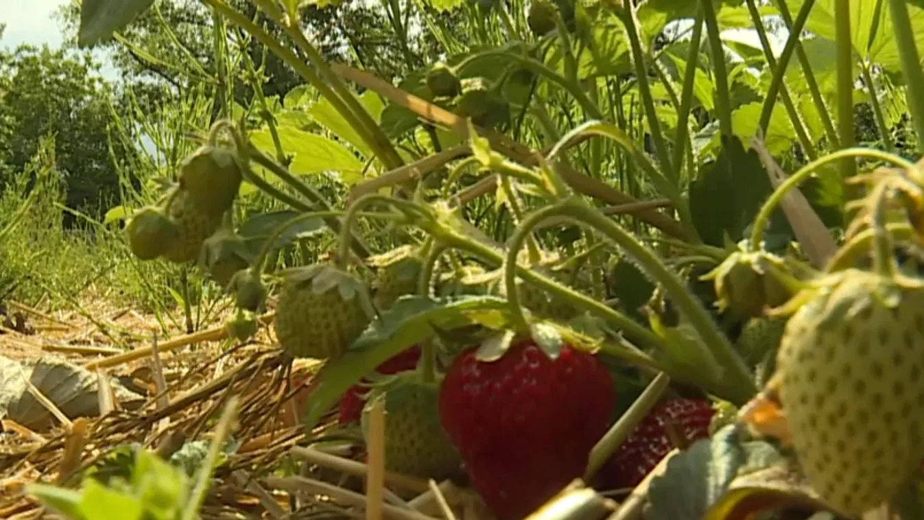 A földön termő eper is elérhető + videó