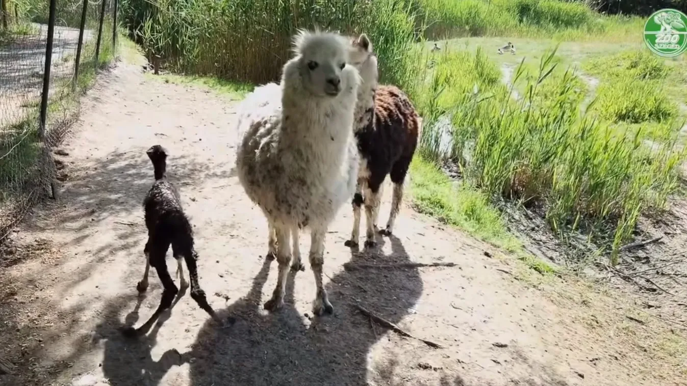 Alpaka csikó született a Szegedi Vadasparkban + videó