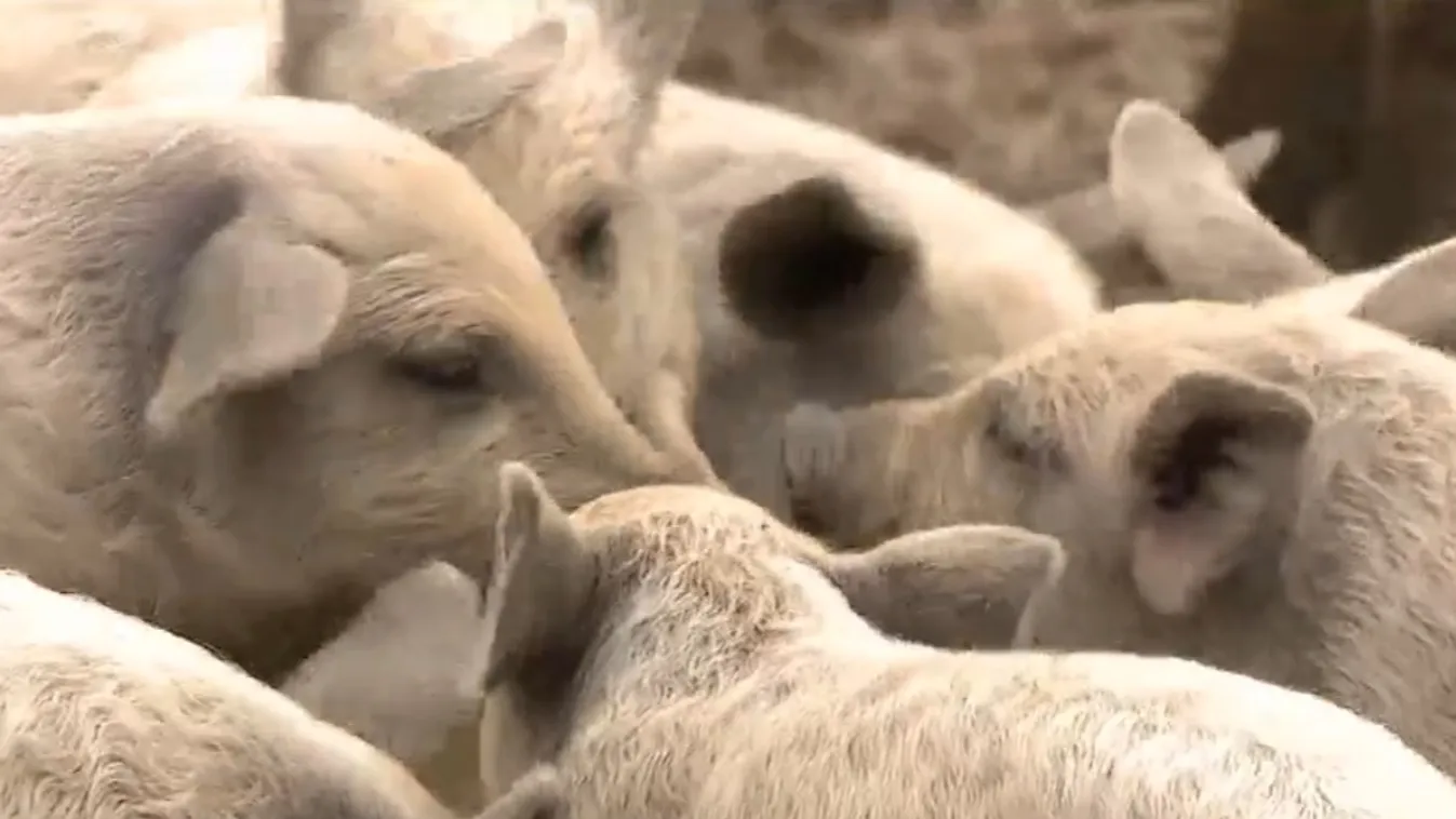 A Fővárosi Állatkert és a büntetés-végrehajtás közös programja a börtönmalacok bemutatása + videó