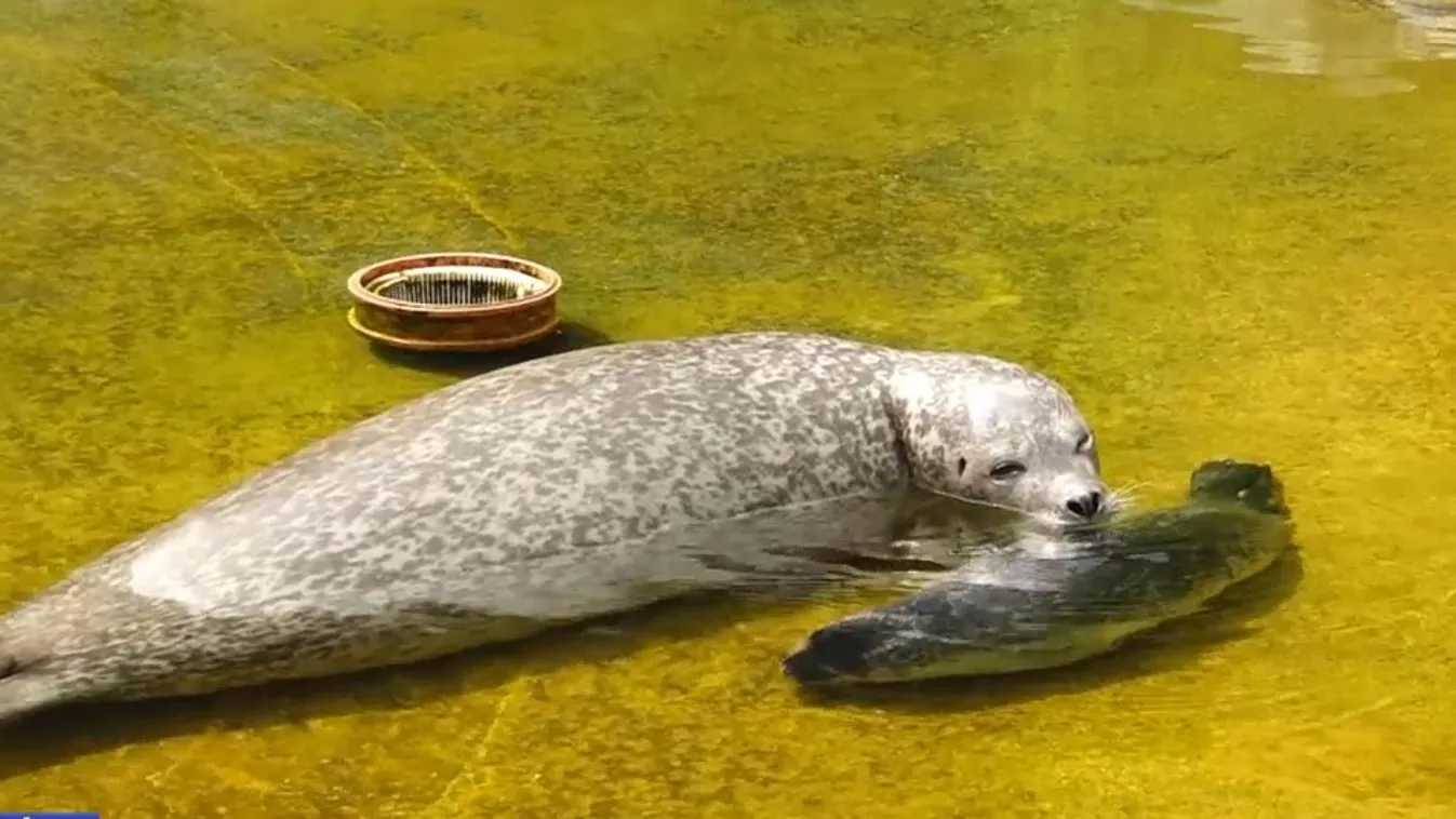 Új jövevény van a pécsi állatkertben + videó