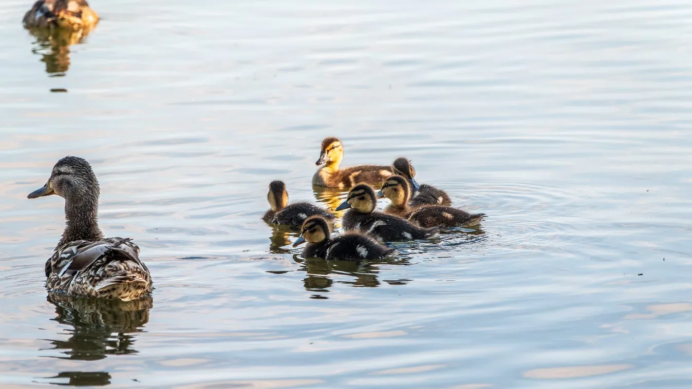 MME: Nem szabad etetni a vízimadarakat