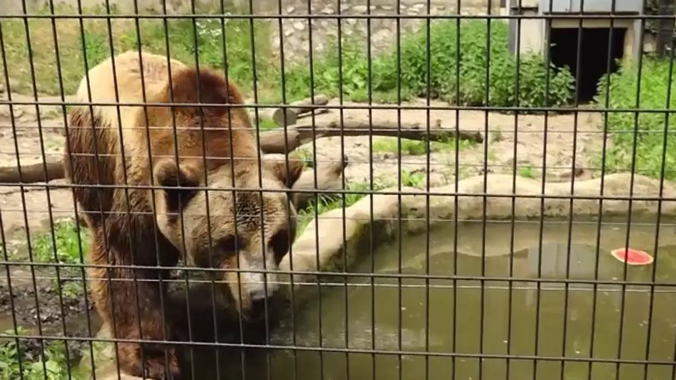 Az állatok is nehezen viselik a hőséget + videó